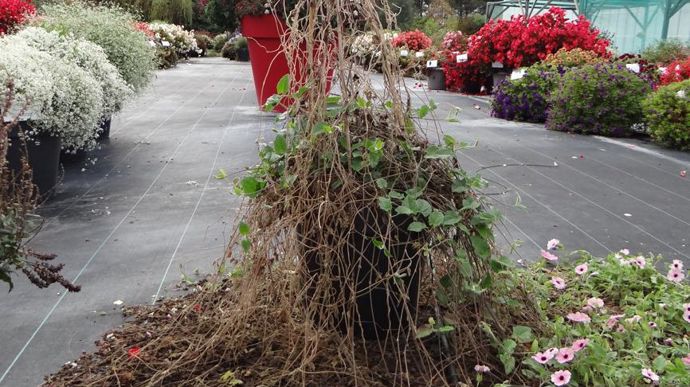 Thunbergia alata SUNNY SUSY® Rose Sensation s’est finalement très mal comporté durant la période estivale caniculaire. A l’Astredhor Sud-Ouest - Gie F&P, à Villenave-d’Ornon (33). 